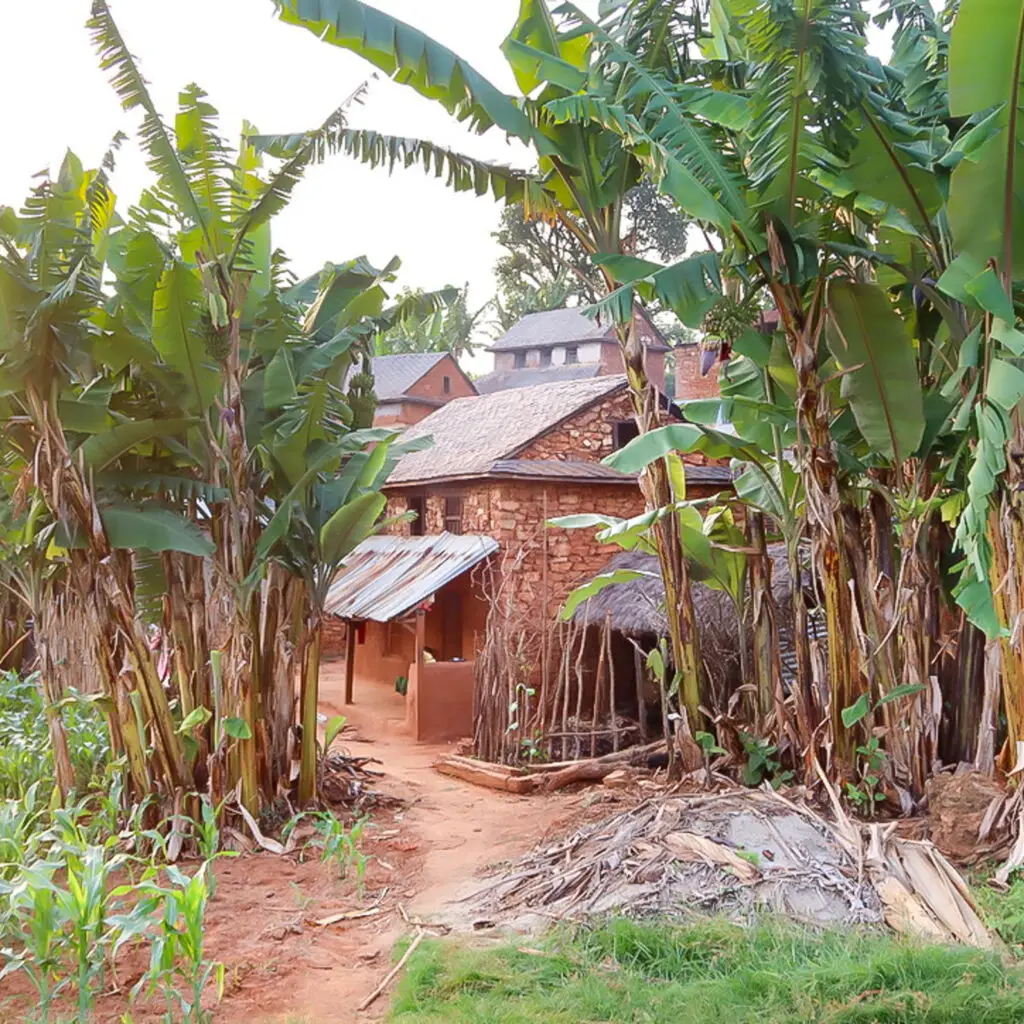Traditional brick house in Dhading, Nepal, surrounded by banana trees and farmland.